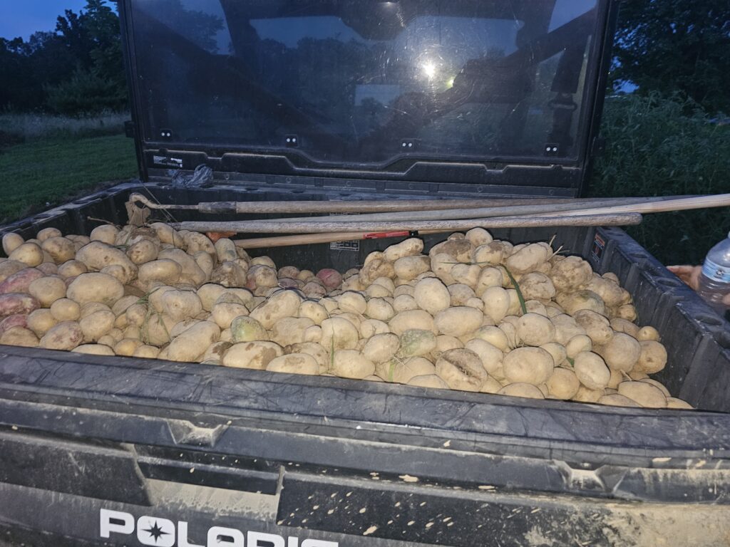 Ranger full of potatoes