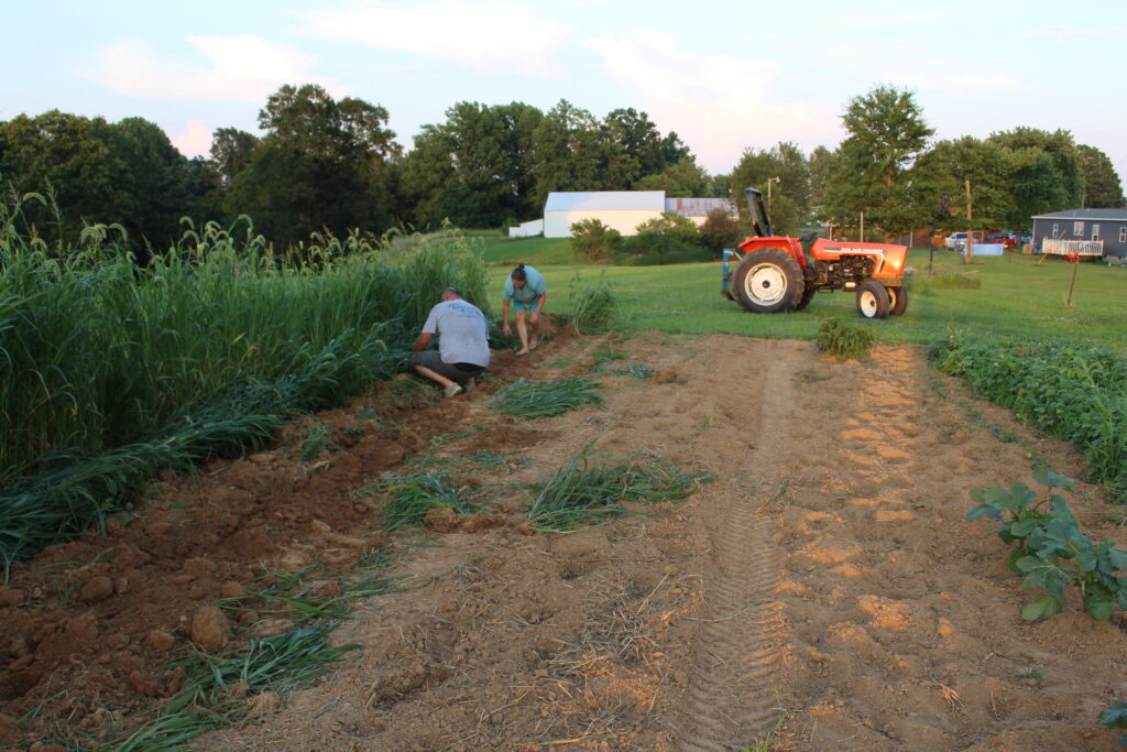 Picking up potatoes