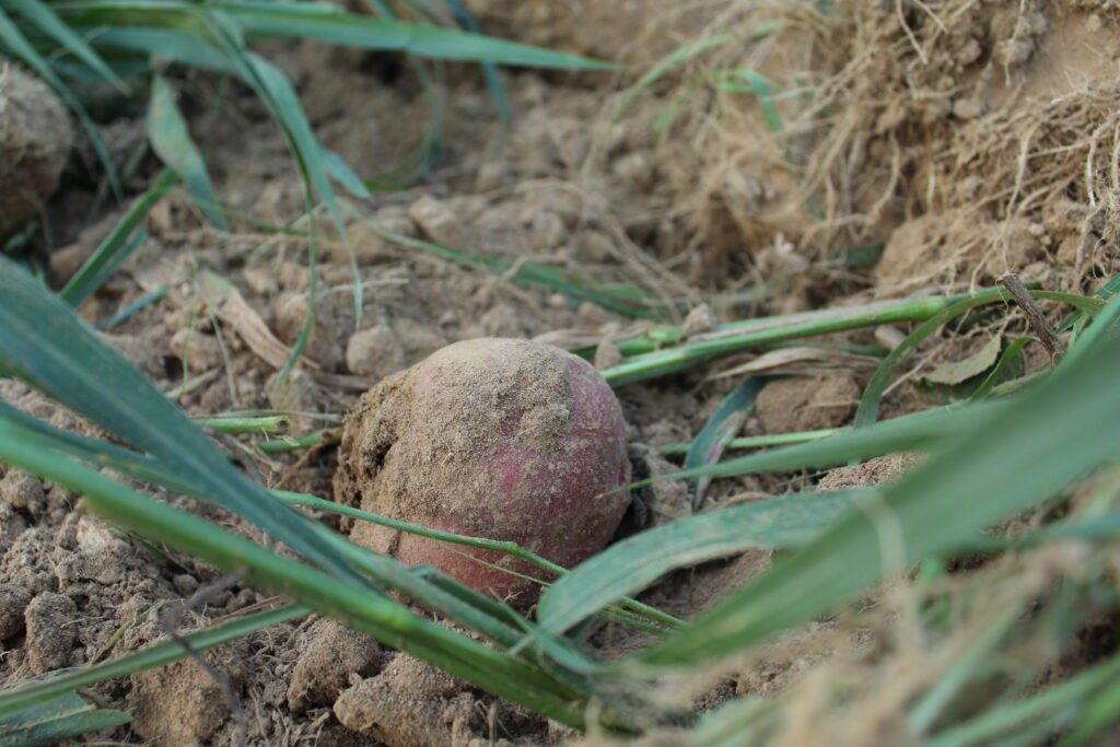 Potato in the ground/